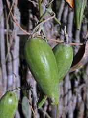 Leptadenia madagascariensis Decne.