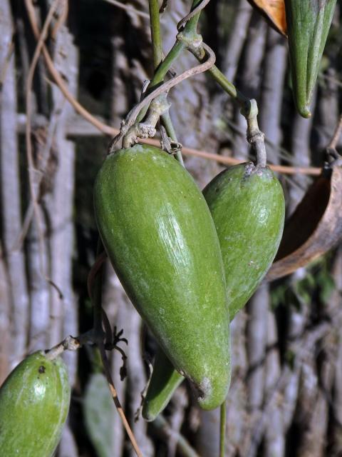 Leptadenia madagascariensis Decne.