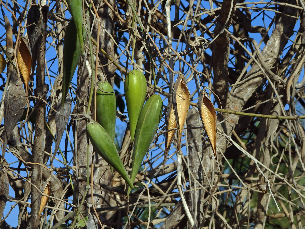 Leptadenia madagascariensis Decne.