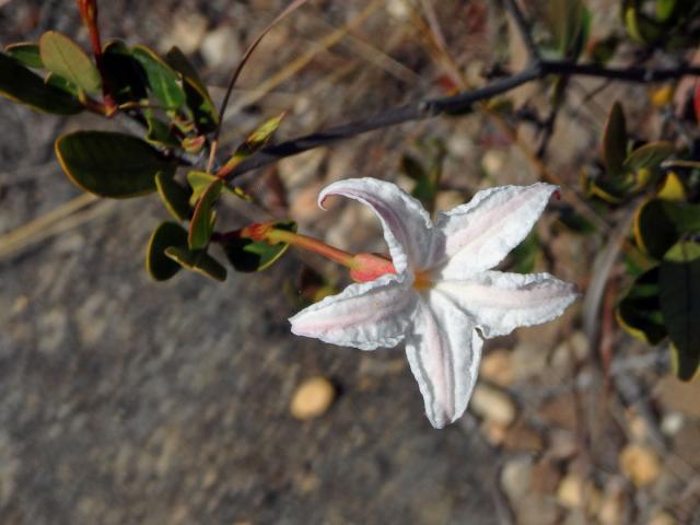 Mascarenhasia lisianthifolia A. DC.