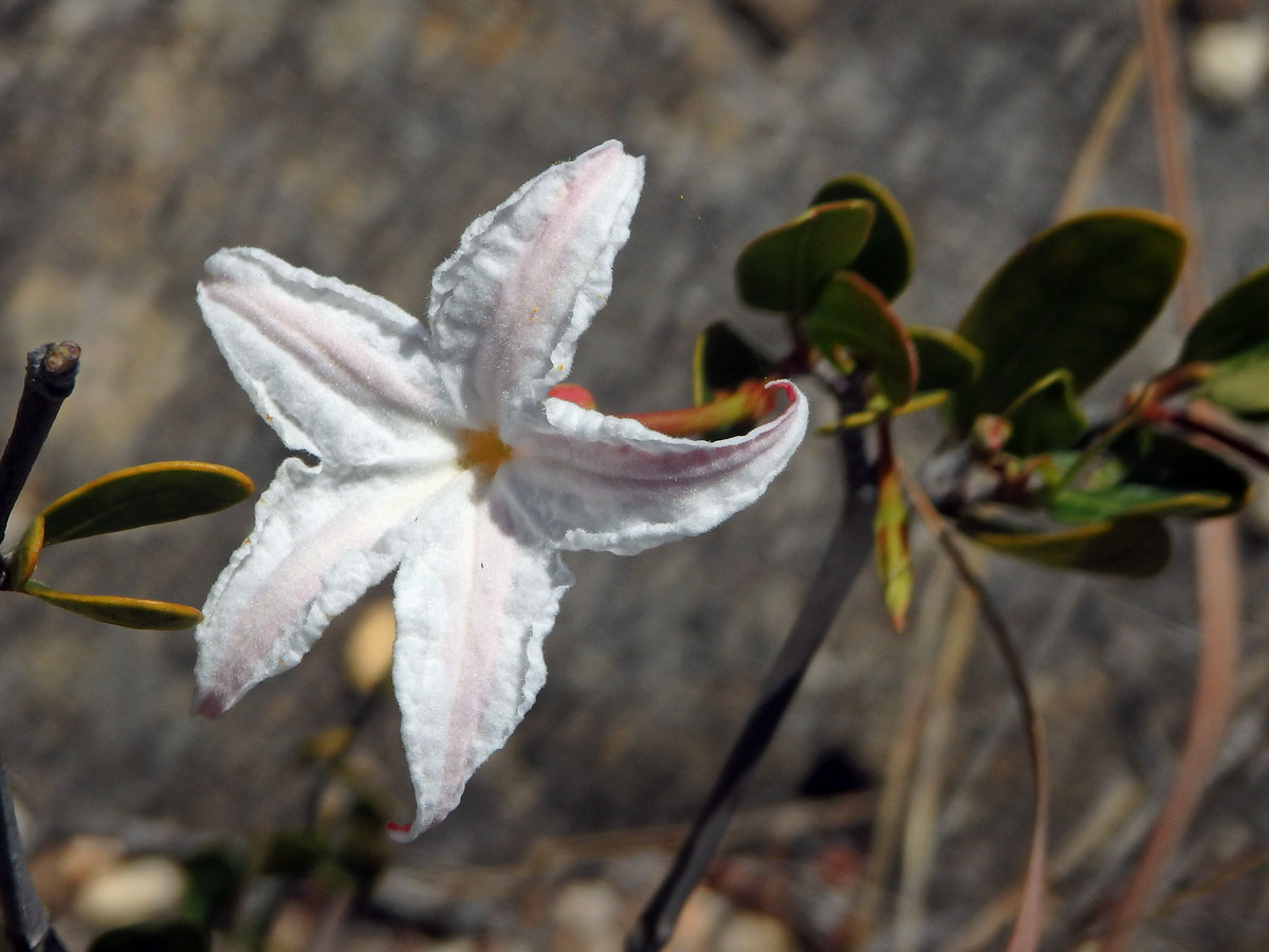 Mascarenhasia lisianthifolia A. DC.