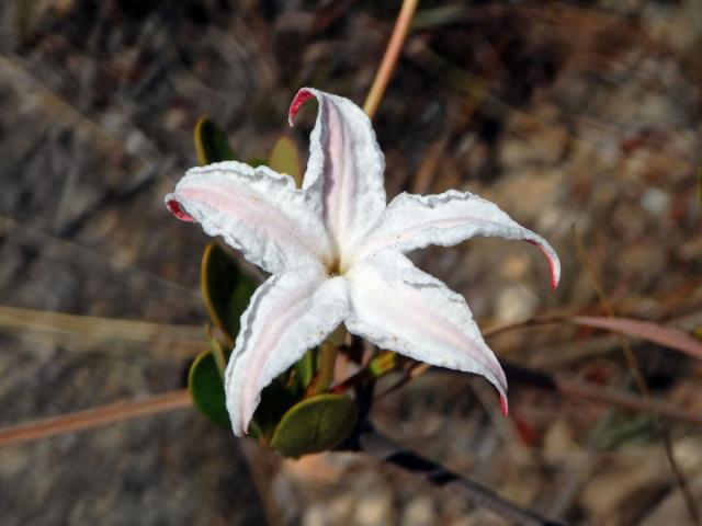 Mascarenhasia lisianthifolia A. DC.