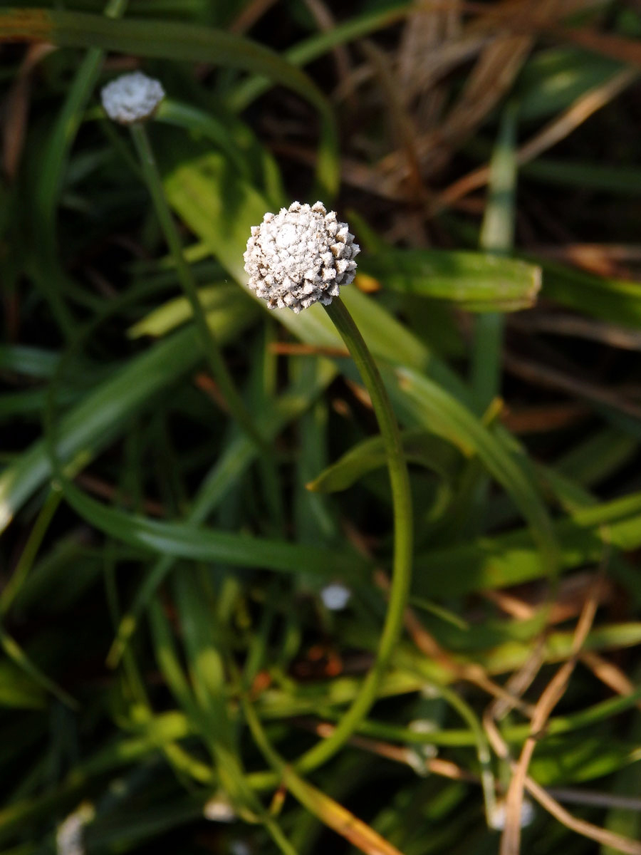 Mesanthemum pubescens (Lam.) Körn.