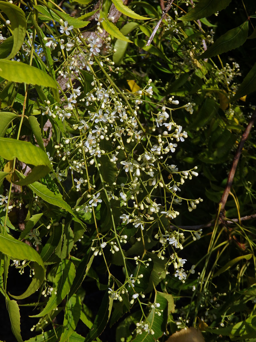 Azadirachta indica A. Juss.