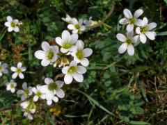 Lomikámen zrnatý (Saxifraga granulata L.)