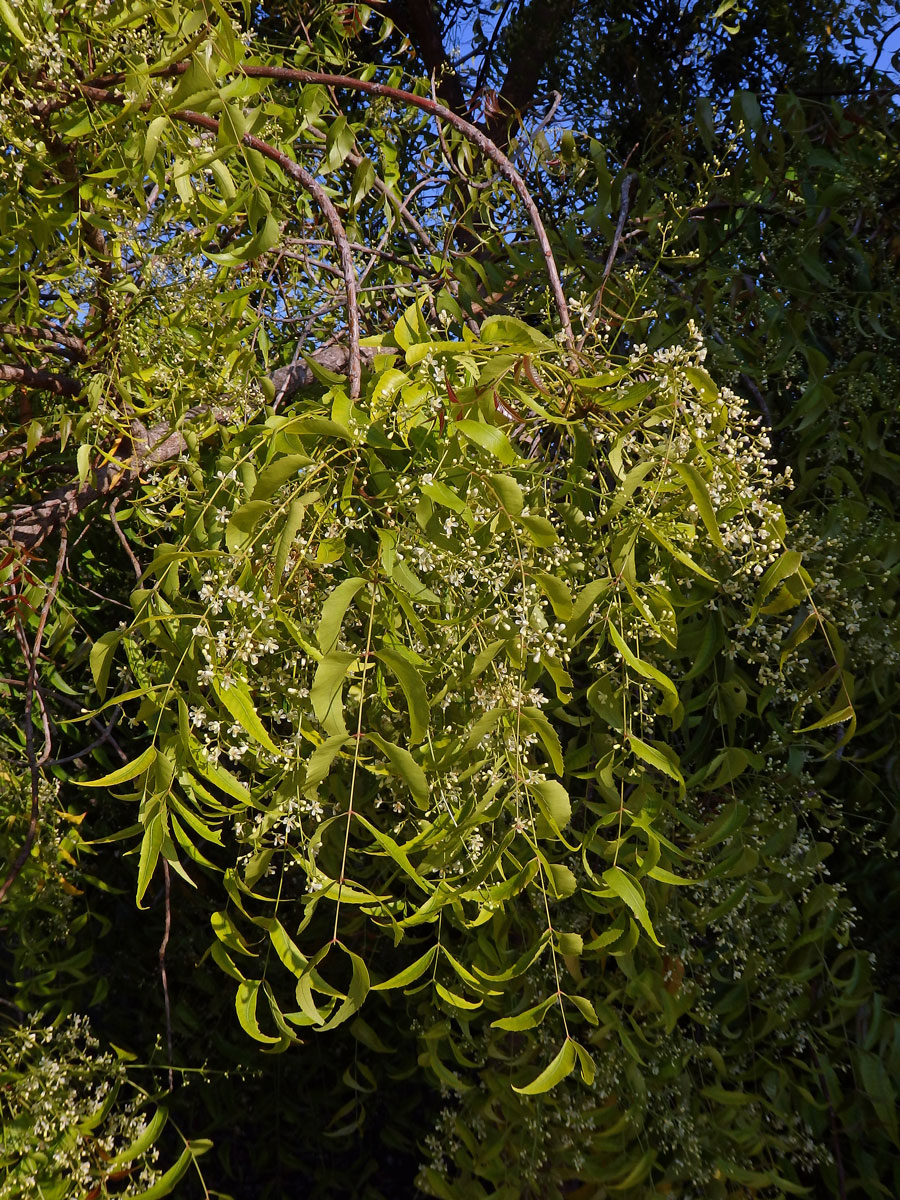 Azadirachta indica A. Juss.