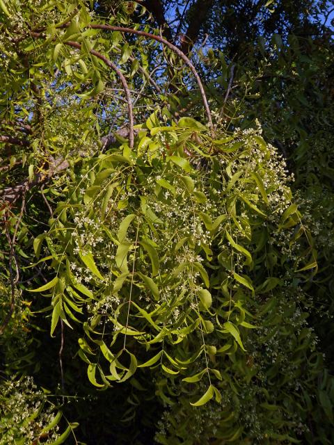 Azadirachta indica A. Juss.