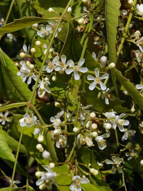 Azadirachta indica A. Juss.