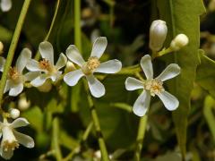 Azadirachta indica A. Juss.