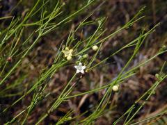 Secamone tenuifolia Decne.