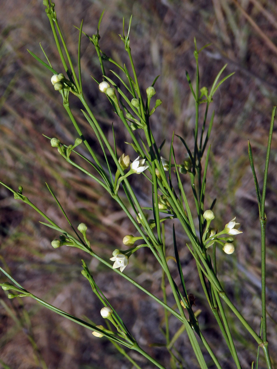 Secamone tenuifolia Decne.