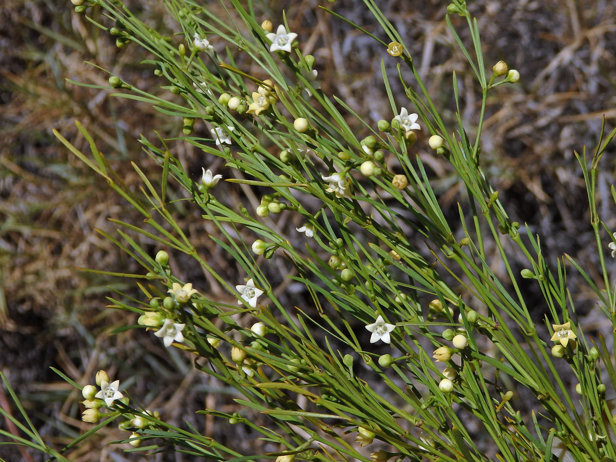 Secamone tenuifolia Decne.