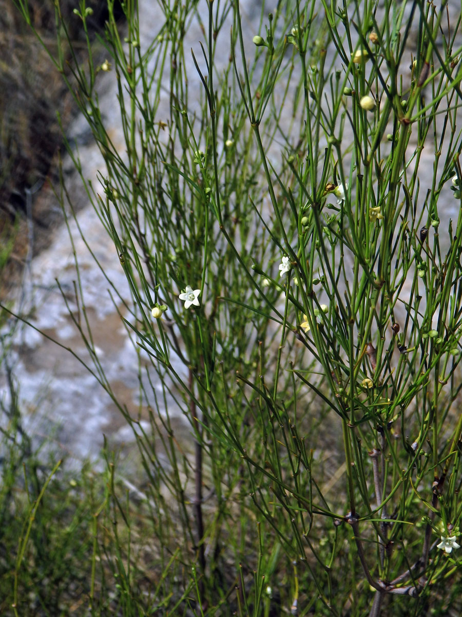 Secamone tenuifolia Decne.