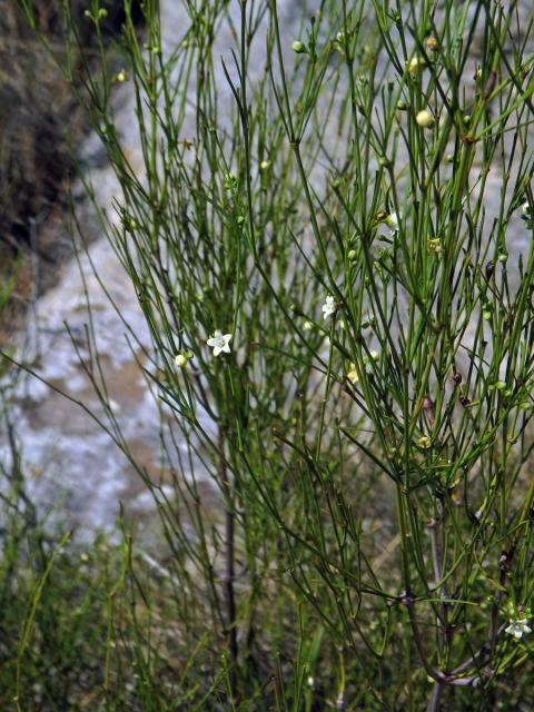 Secamone tenuifolia Decne.