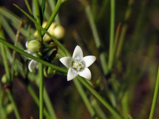 Secamone tenuifolia Decne.