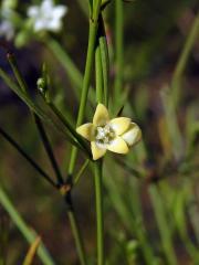 Secamone tenuifolia Decne.