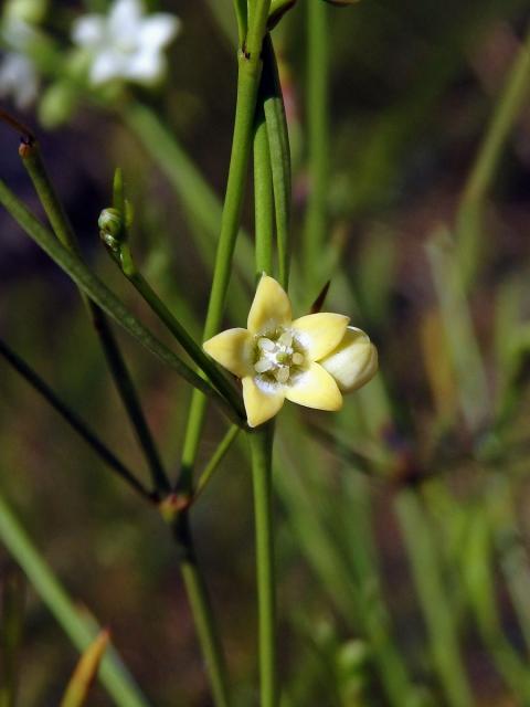 Secamone tenuifolia Decne.