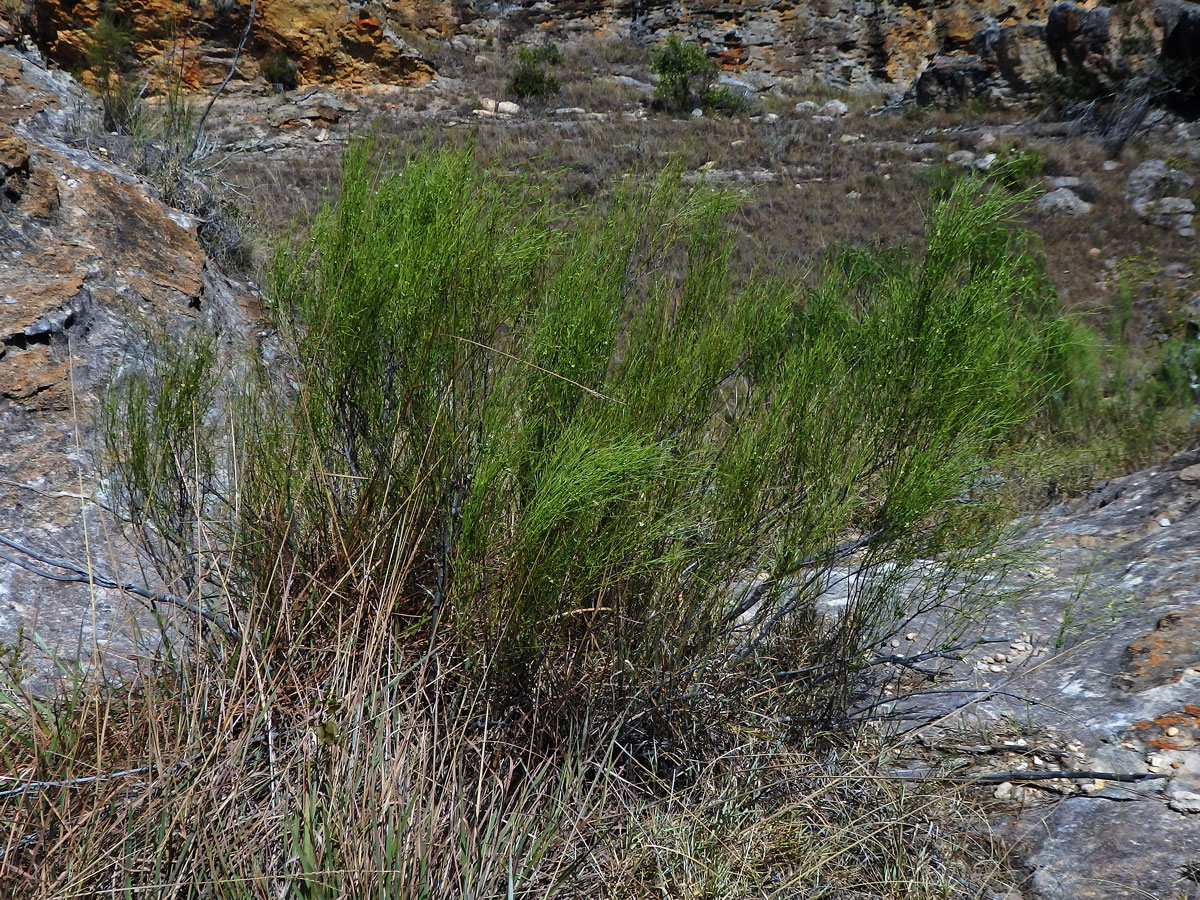 Secamone tenuifolia Decne.