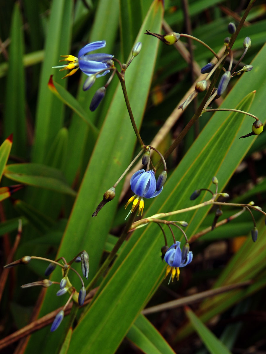 Takara mečolistá (Dianella ensifolia (L.) DC.)