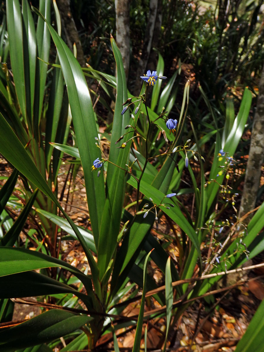 Takara mečolistá (Dianella ensifolia (L.) DC.)