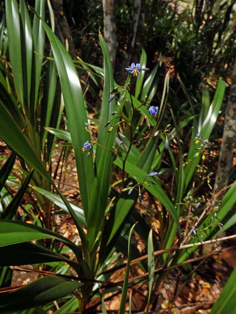 Takara mečolistá (Dianella ensifolia (L.) DC.)