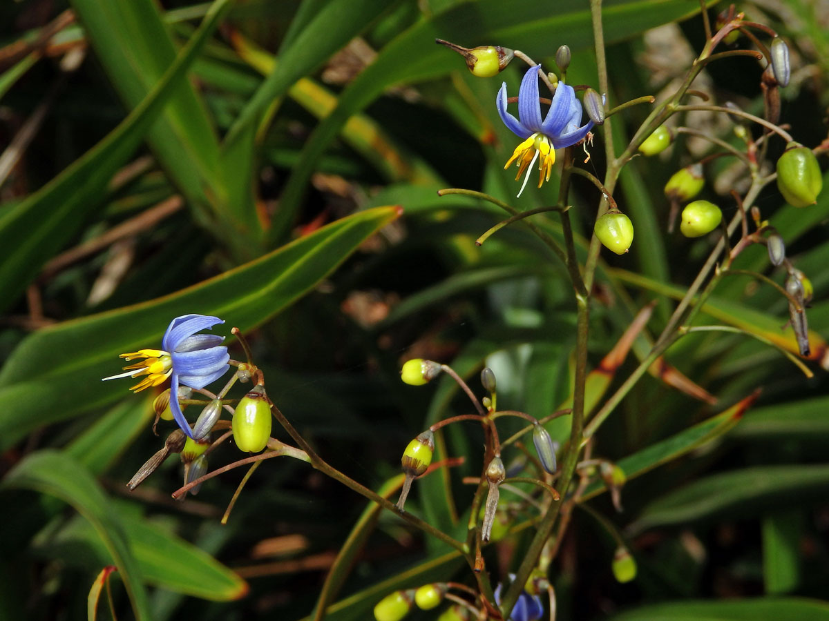 Takara mečolistá (Dianella ensifolia (L.) DC.)