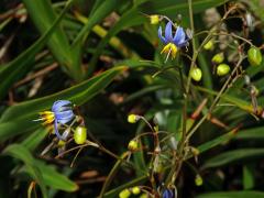 Takara mečolistá (Dianella ensifolia (L.) DC.)