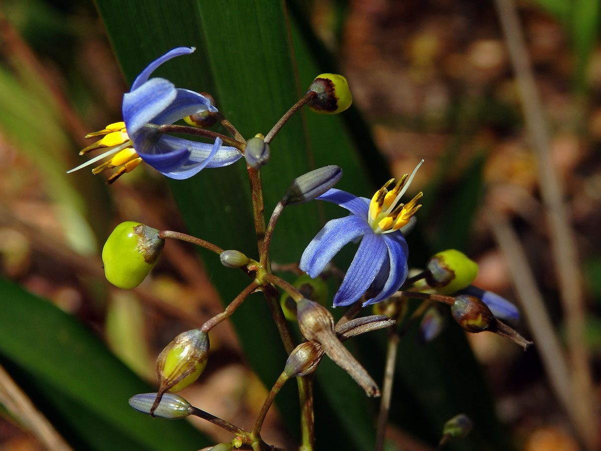 Takara mečolistá (Dianella ensifolia (L.) DC.)