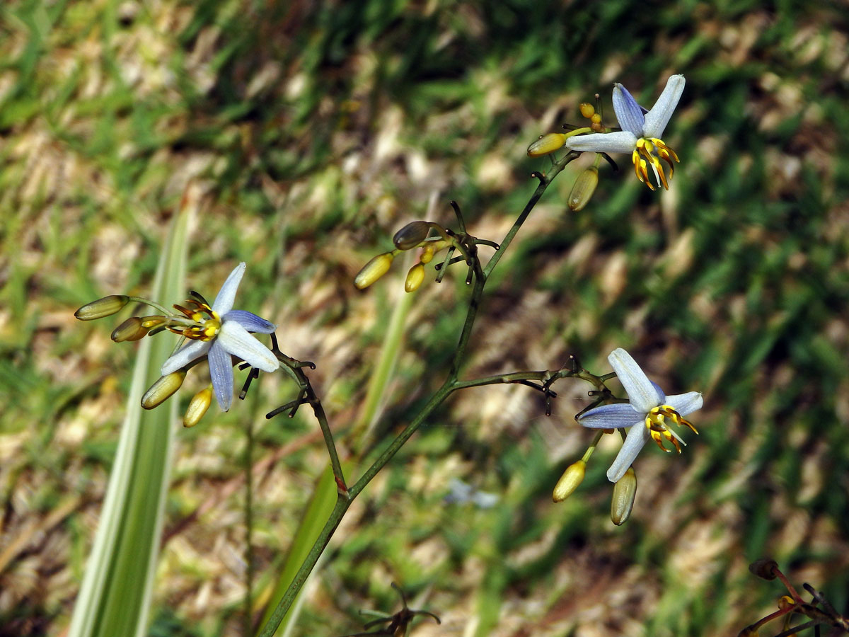 Takara mečolistá (Dianella ensifolia (L.) DC.)