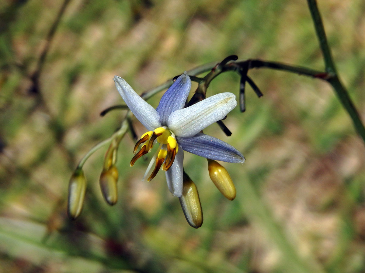 Takara mečolistá (Dianella ensifolia (L.) DC.)