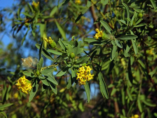 Gnidia linearis (Leandri) Z. S. Rogers