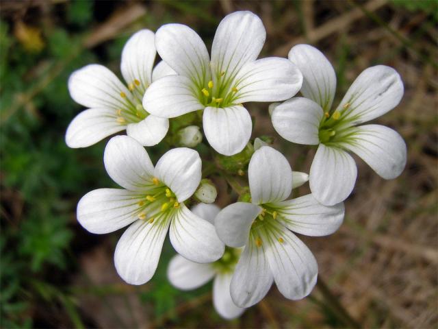 Lomikámen zrnatý (Saxifraga granulata L.)