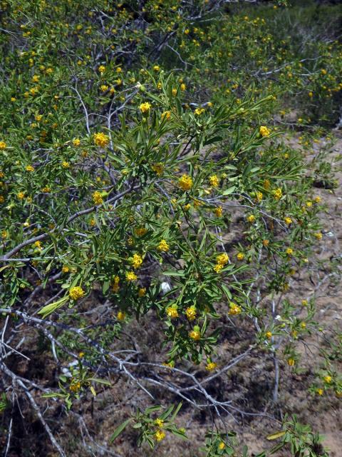 Gnidia linearis (Leandri) Z. S. Rogers