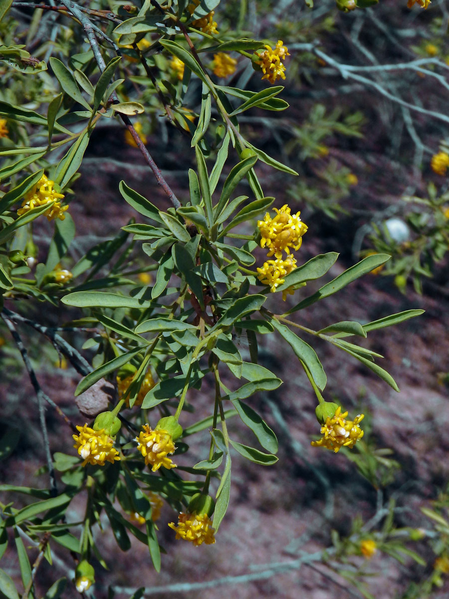 Gnidia linearis (Leandri) Z. S. Rogers