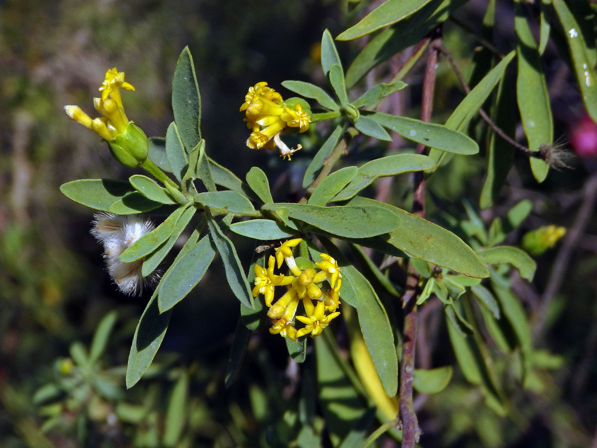 Gnidia linearis (Leandri) Z. S. Rogers