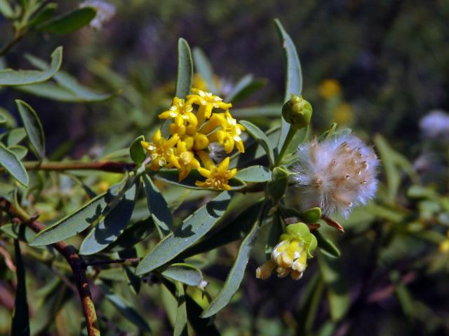 Gnidia linearis (Leandri) Z. S. Rogers