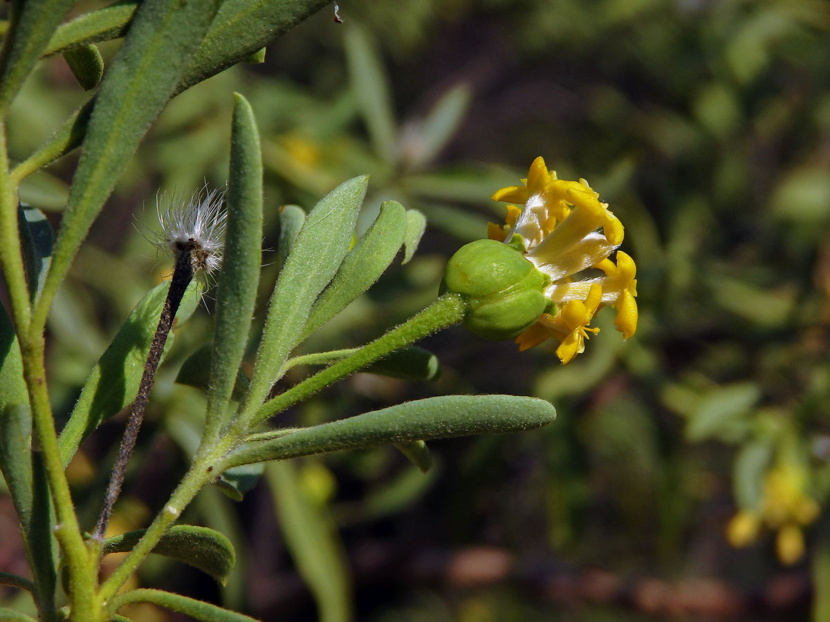 Gnidia linearis (Leandri) Z. S. Rogers