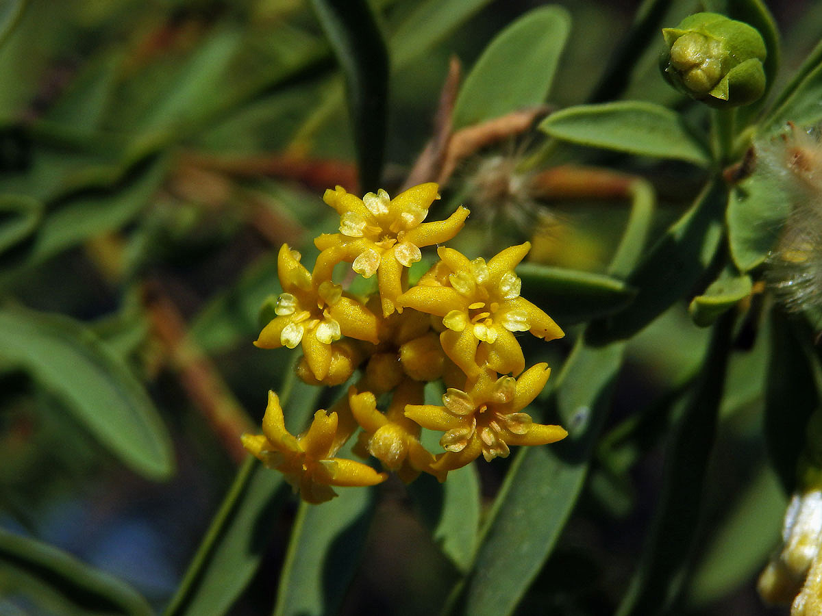 Gnidia linearis (Leandri) Z. S. Rogers