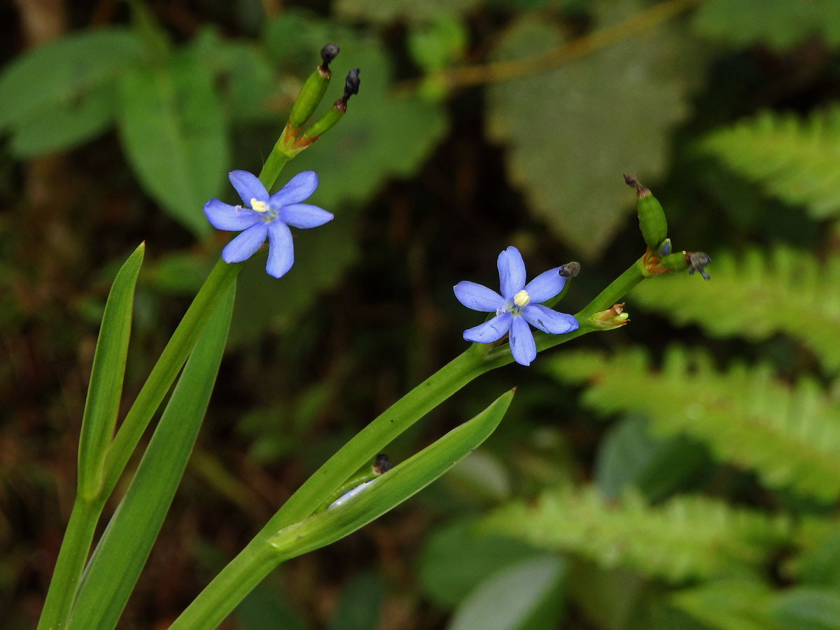 Osinatec (Aristea cladocarpa Baker)