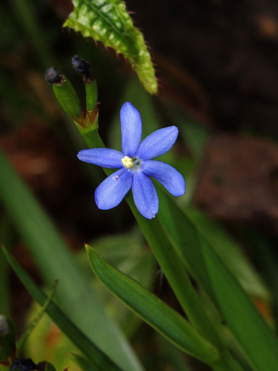 Osinatec (Aristea cladocarpa Baker)