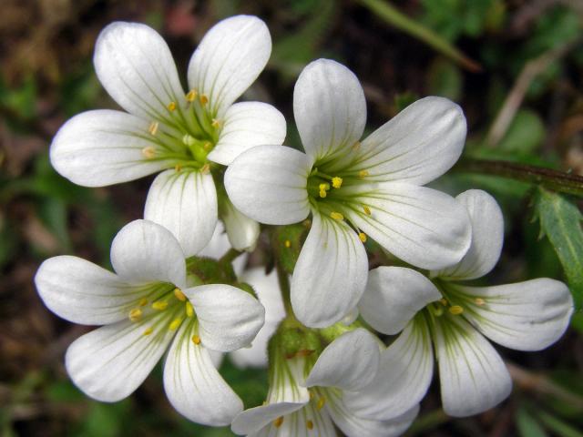 Lomikámen zrnatý (Saxifraga granulata L.)