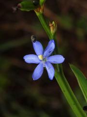 Osinatec (Aristea cladocarpa Baker)