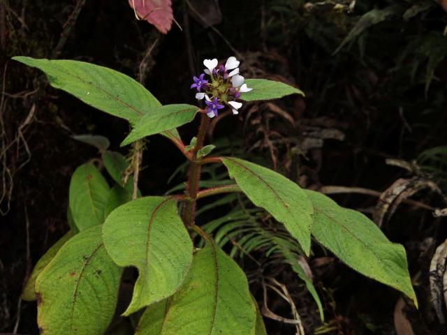 Phyllopentas austroorientalis (Hosnolle et Verdc.) Kårehed et B. Bremer)