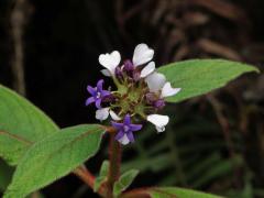 Phyllopentas austroorientalis (Hosnolle et Verdc.) Kårehed et B. Bremer)