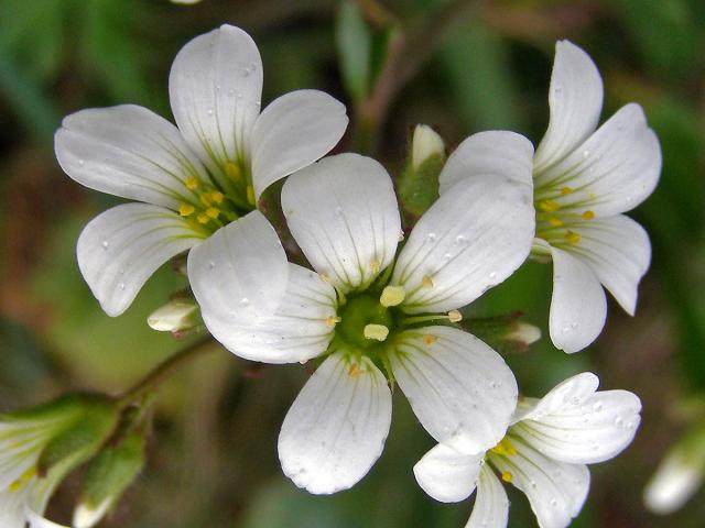 Lomikámen zrnatý (Saxifraga granulata L.)