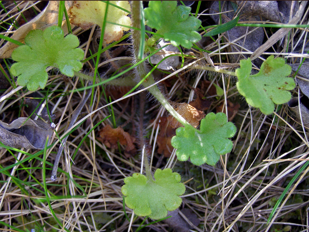 Lomikámen zrnatý (Saxifraga granulata L.)