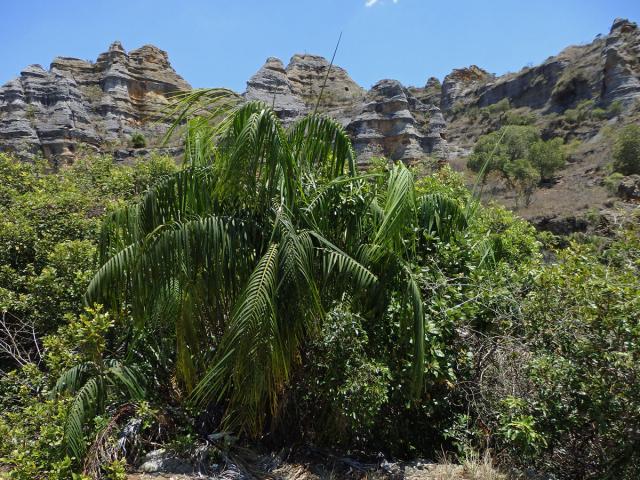 Dypsis onilahensis (Jum. & H. Perrier) Beentje & J. Dransf.