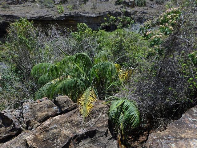 Dypsis onilahensis (Jum. & H. Perrier) Beentje & J. Dransf.