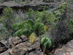 Dypsis onilahensis (Jum. & H. Perrier) Beentje & J. Dransf.