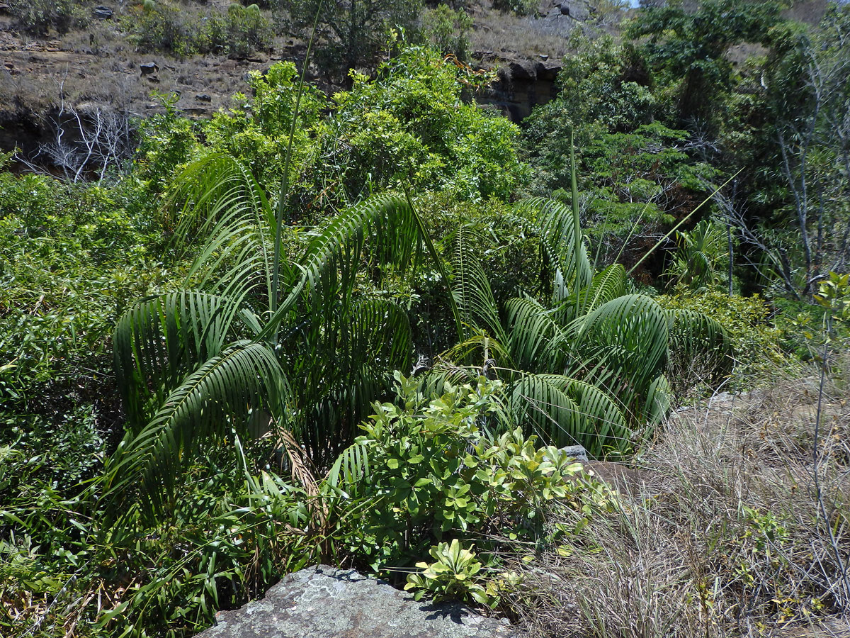 Dypsis onilahensis (Jum. & H. Perrier) Beentje & J. Dransf.